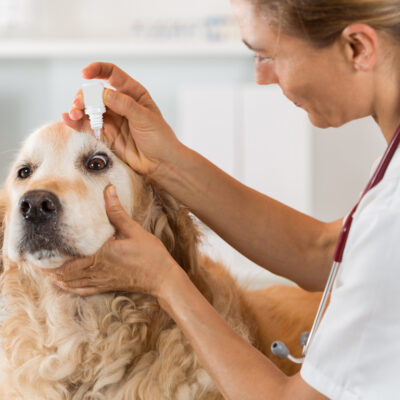 Top Allergies Found in Pets