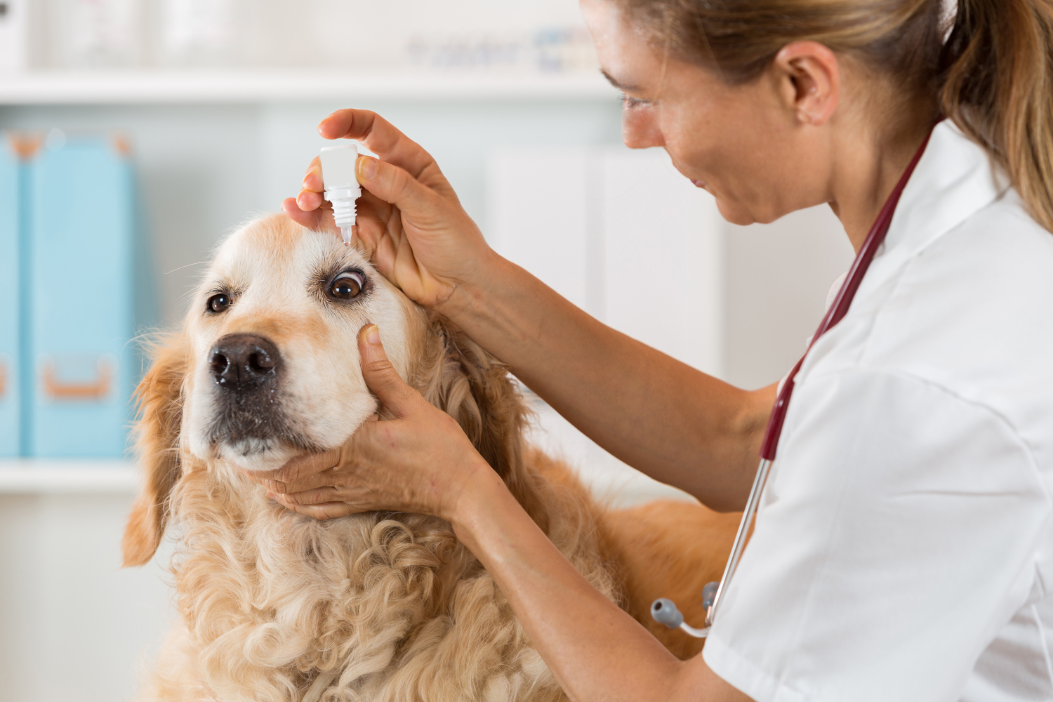 Top Allergies Found in Pets
