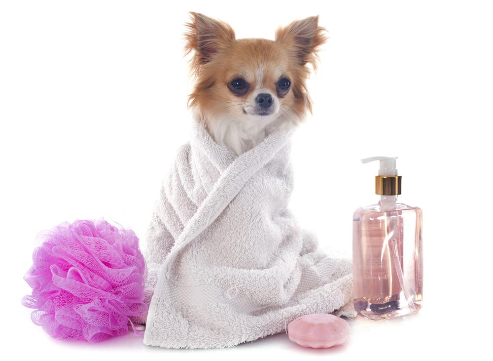 Natural Flea and Tick Prevention