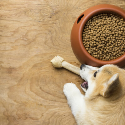 4 Healthy Dog Food Tips
