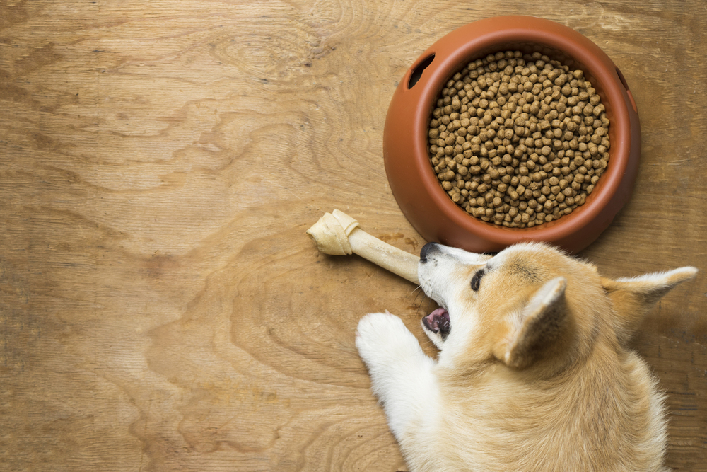 4 Healthy Dog Food Tips